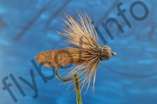 Glendinning's Sedge